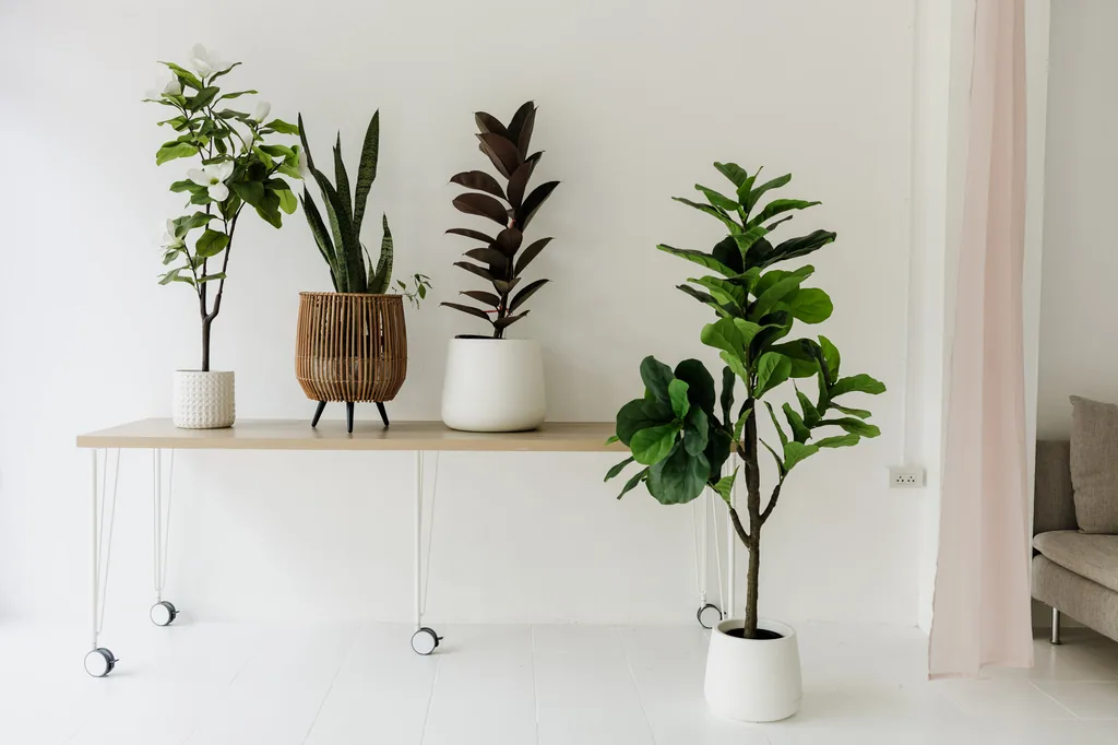 House plants along a long white table in natural light